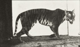 Plate 729 Tigress walking — figure reference